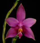 Phal. violacea